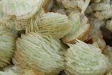 Green, Bladed Prehnite Crystals with Quartz - Morocco #292263-1